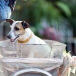 ab wann mit hund fahrrad fahren