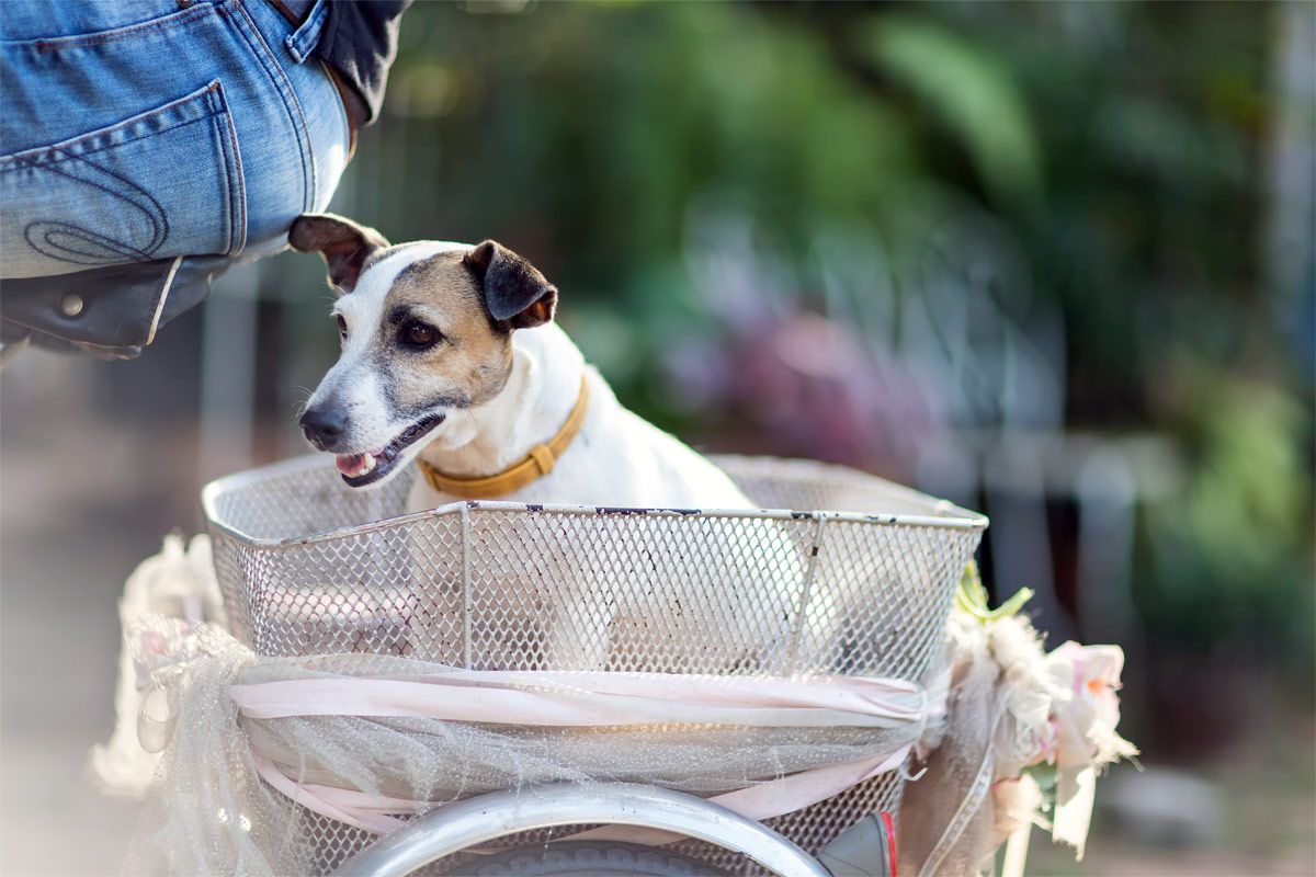 ab wann mit hund fahrrad fahren