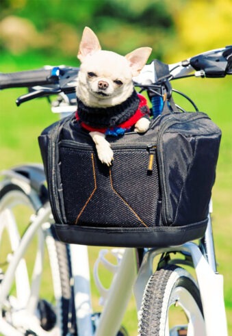 kleiner Hund in einer Fahrradtasche. Fahrradfahren mit Hund im Korb
